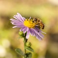 Closeup honey bee on purple New York aster. Selective Focus