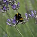 Closeup of a honey bee sitting on the violet flower of lavender Royalty Free Stock Photo