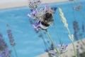 Closeup of a honey bee sitting on the violet flower of lavender Royalty Free Stock Photo