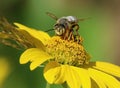 Closeup of Honey Bee standing on beautiful yellow flower Royalty Free Stock Photo