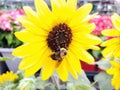 Closeup of honey bee on sunflower