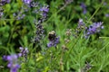 Closeup honey bee on the top of lavender flower in the summer garden Royalty Free Stock Photo