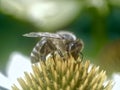 Closeup of a honey bee on a yellow echinacea flower Royalty Free Stock Photo