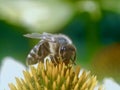 Closeup of a honey bee on a yellow echinacea flower Royalty Free Stock Photo