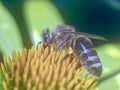 Closeup of a honey bee on a yellow echinacea flower Royalty Free Stock Photo