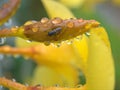 Closeup honey bee on yellow flower with water drops and blurred background Royalty Free Stock Photo