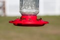 Closeup of honey bees on feeder