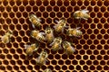 Closeup honey cell with bees signifies bustling activity in apiary