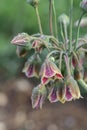 Closeup on honey garlic blossoms (Allium siculum).