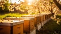 Closeup of honey hives in an apiary, sunny day. Apiculture concept. Generative AI