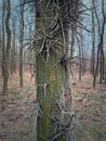 Closeup Honey locust tree stem with multiple big thorns growing out of its bark