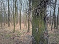 Closeup Honey locust tree stem with multiple big thorns growing out of its bark