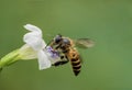 Honeybee in front the flowers