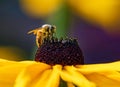 Honeybee closeup on Black-eyed Susan flower Royalty Free Stock Photo