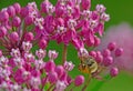 A Honeybee feeding on pink Milkweed Blooms.