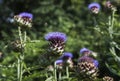 Close up of a honeybee with a full pollen sack in-flight, foraging on Giant Thistle flowers.