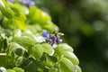 Closeup of a Honeybee Gathering Pollen from the Purple Flowers of a Lignum Vitae Tree