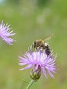 Honeybee Taking Off Royalty Free Stock Photo