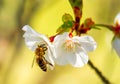 A closeup of a honeybee taking pollen from a cherry blossom.