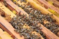 Closeup of honeybees on a beehive under the sunlight - agricultural concept