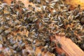 Closeup of honeybees on a beehive under the sunlight - agricultural concept
