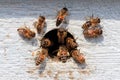 Closeup of honeybees flying out of a hole in a wooden surface under the sunlight at daytime