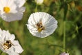 Closeup on Honeybees Gathering Pollen and Drinking Nectar from White Cosmo Flowers