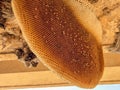 Closeup honeycomb after bees leave their home