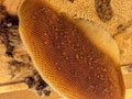 Closeup honeycomb after bees leave their home