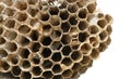 Closeup of honeycomb broken apart