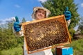Closeup honeycomb full of bees and honey