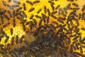 Closeup of honeycomb, honeybeers and queen bee