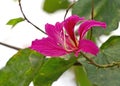 Close up Hong Kong Orchid Flower or Bauhinia Ãâ blakeana Isolated on Nature Background Royalty Free Stock Photo