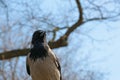 Closeup of a hooded crow on the background of leafless tree branches