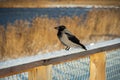 Closeup of hooded crow perched on snowy wooden railings of boardwalk on winter day Royalty Free Stock Photo