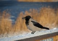 Closeup of hooded crow perched on snowy wooden railings of boardwalk on winter day Royalty Free Stock Photo