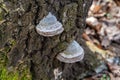 Closeup of hoof fungus on tree bark.