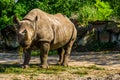 Closeup of a hook lipped rhinoceros chewing on some grass, critically endangered animal specie from Africa Royalty Free Stock Photo