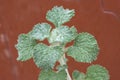 Closeup horehound plant on rusty red background Royalty Free Stock Photo