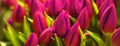 Closeup horizontal bouquet of fresh rose tulips. Valentines day, women day, mothers day, spring, romance and love. Tulip symbol of Royalty Free Stock Photo