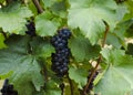 Closeup horizontal view of a trunk of blue grapes and green leaves in a vineyard on a rainy day with Royalty Free Stock Photo