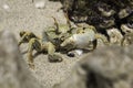 Closeup of a Horned Ghost Crab on the beach Royalty Free Stock Photo