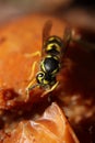 Closeup of a Hornet Eating a Rotting Apple Royalty Free Stock Photo