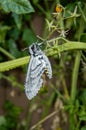 Closeup of a Hornworm Moth hanging from a tomato plant. Royalty Free Stock Photo