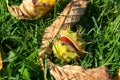 Closeup of horse chestnut in broken shell