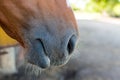 Closeup of horse mouth