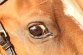 Closeup of a horse eye Royalty Free Stock Photo