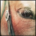 Closeup of horse eye Royalty Free Stock Photo