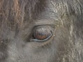 Closeup of a horse eye detail Royalty Free Stock Photo