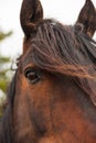 Closeup of horse eye with mane Royalty Free Stock Photo